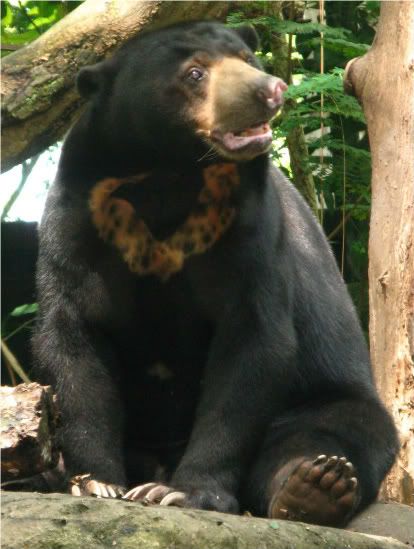 The Malayan Sun Bear. Photo credit: Merilyn Tang.