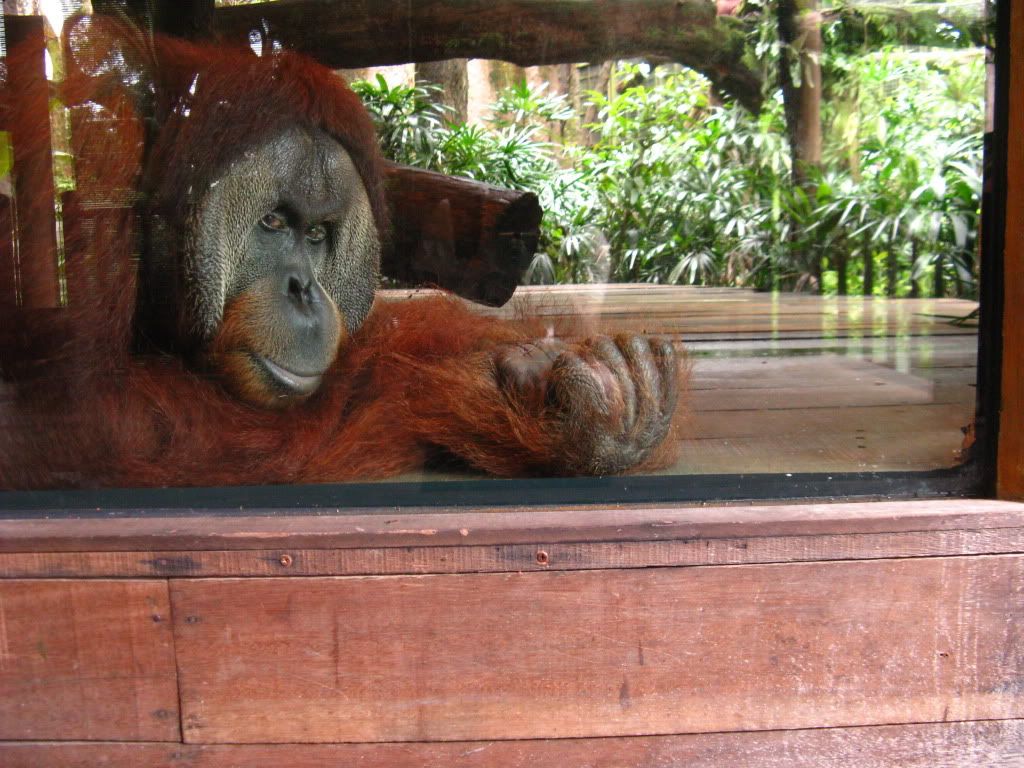 Orangutans are facing the same problems as Sun Bears... Photo credit: Merilyn Tang.