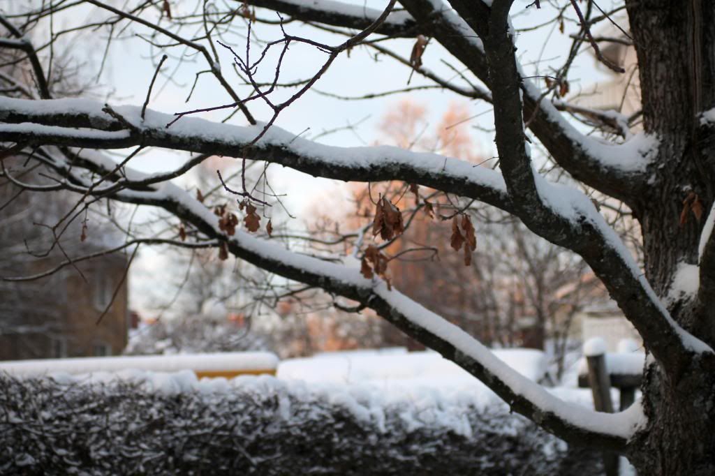 IMG_2096_zps04bfc31e.jpg