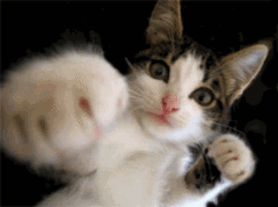 kittehboxer_zps0a9602d6.gif