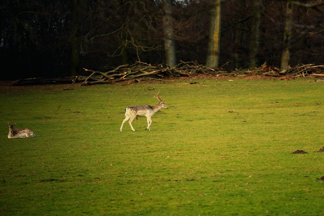  photo GIF1.gif