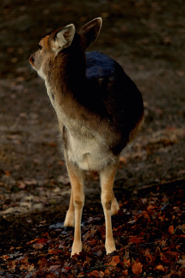 photo GIF2.gif