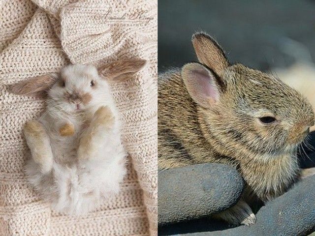 photo animalsbunniespinterest.jpg