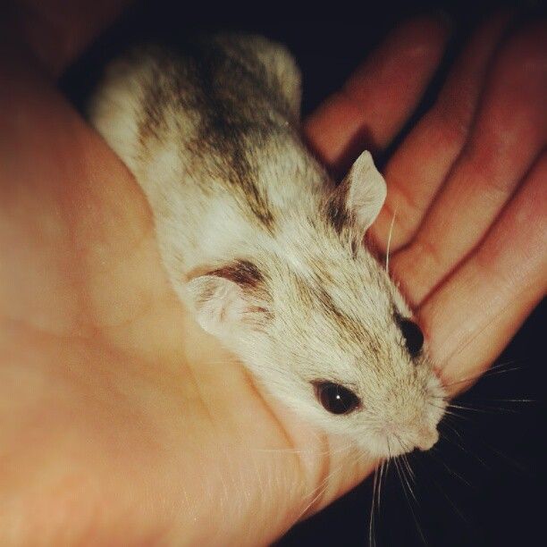  photo AlmijnhuisdierInstagramfotosooitopeenrij11.jpg