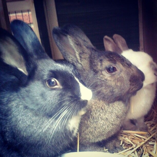  photo AlmijnhuisdierInstagramfotosooitopeenrij19.jpg