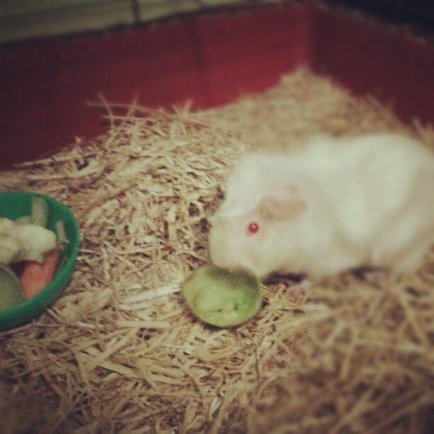  photo AlmijnhuisdierInstagramfotosooitopeenrij24.jpg