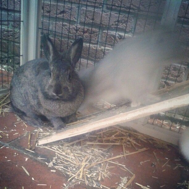  photo AlmijnhuisdierInstagramfotosooitopeenrij28.jpg
