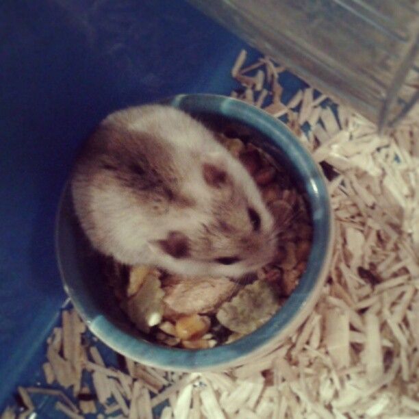  photo AlmijnhuisdierInstagramfotosooitopeenrij39.jpg