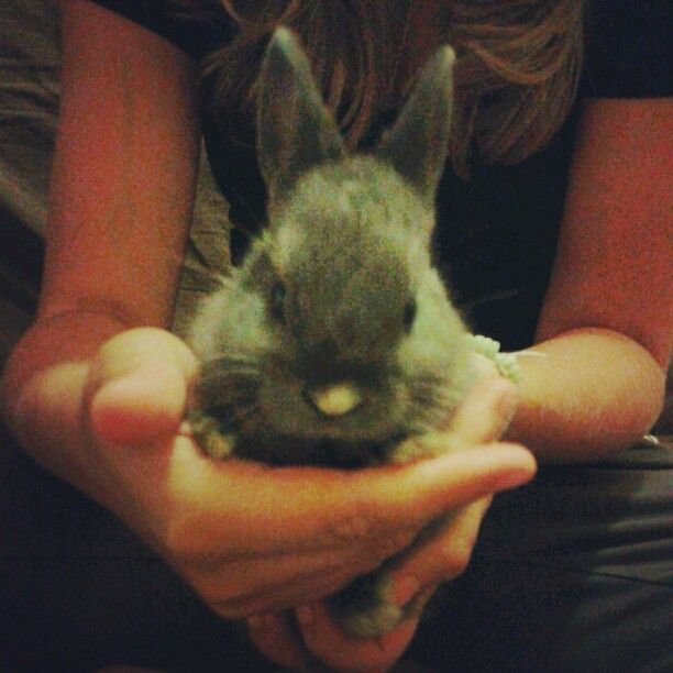  photo AlmijnhuisdierInstagramfotosooitopeenrij4.jpg
