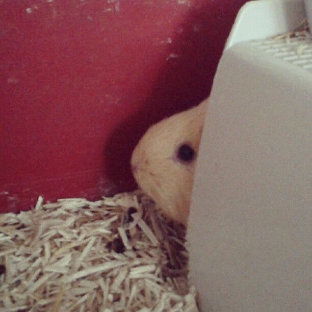  photo AlmijnhuisdierInstagramfotosooitopeenrij40.jpg