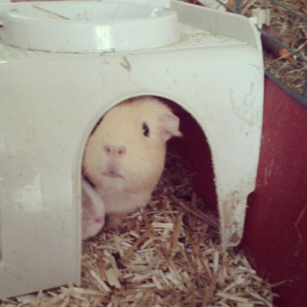  photo AlmijnhuisdierInstagramfotosooitopeenrij41.jpg
