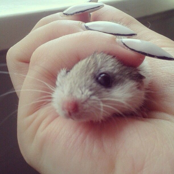  photo AlmijnhuisdierInstagramfotosooitopeenrij42.jpg