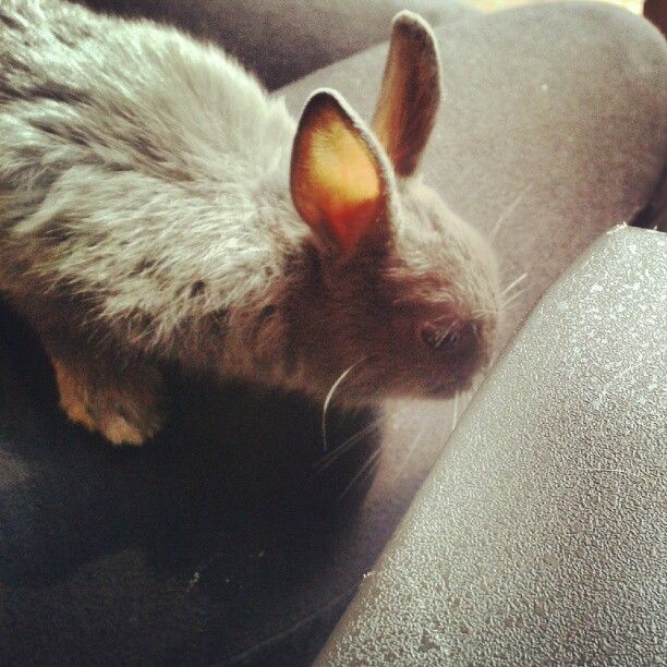  photo AlmijnhuisdierInstagramfotosooitopeenrij5.jpg