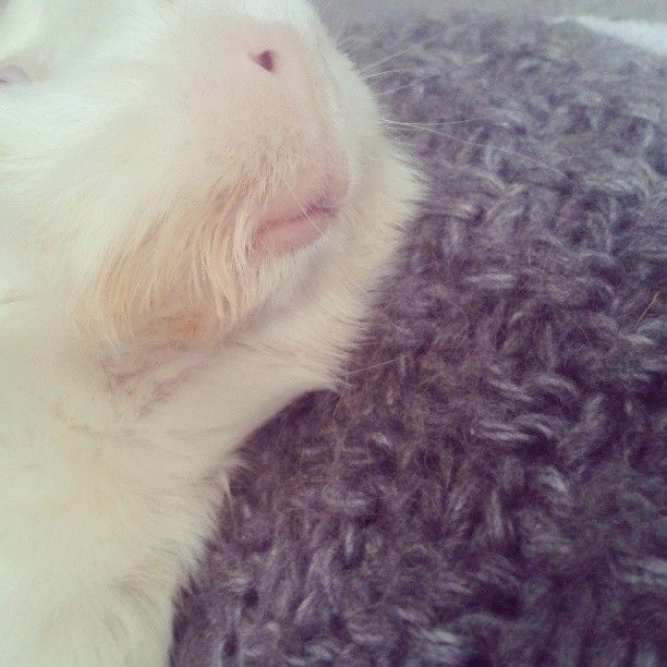  photo AlmijnhuisdierInstagramfotosooitopeenrij50.jpg