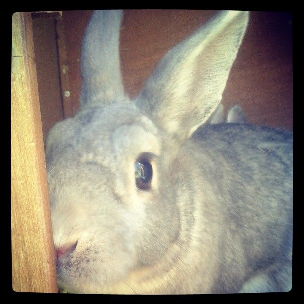  photo AlmijnhuisdierInstagramfotosooitopeenrij55.jpg