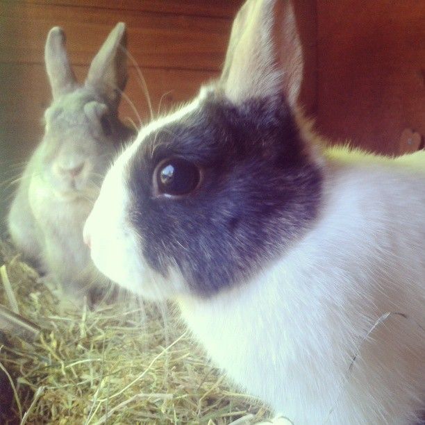  photo AlmijnhuisdierInstagramfotosooitopeenrij56.jpg
