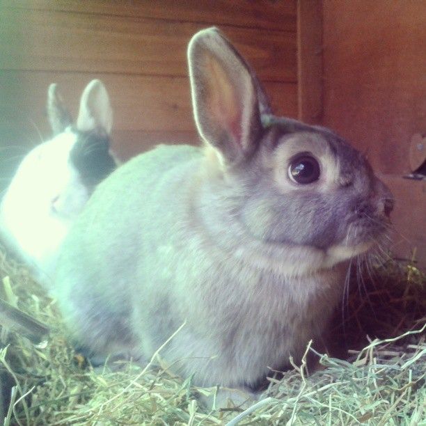  photo AlmijnhuisdierInstagramfotosooitopeenrij57.jpg