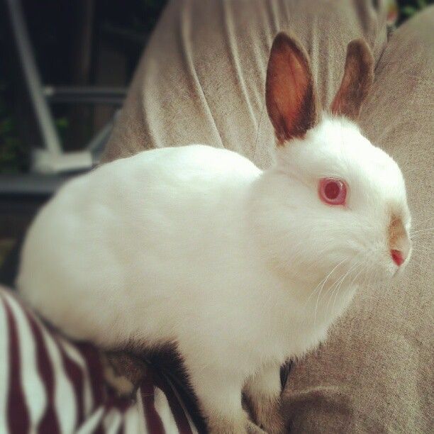  photo AlmijnhuisdierInstagramfotosooitopeenrij6.jpg