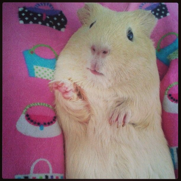  photo AlmijnhuisdierInstagramfotosooitopeenrij63.jpg