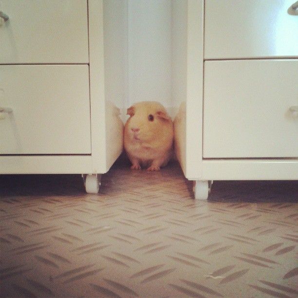  photo AlmijnhuisdierInstagramfotosooitopeenrij64.jpg