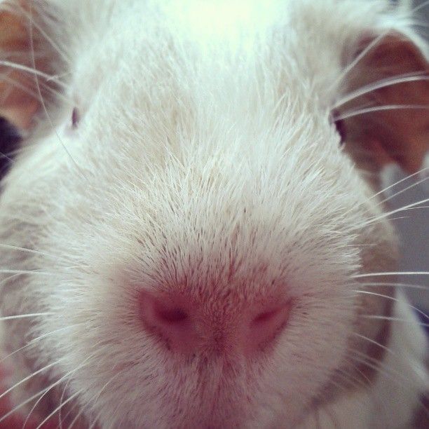  photo AlmijnhuisdierInstagramfotosooitopeenrij65.jpg