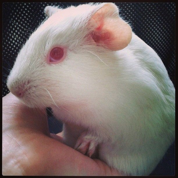  photo AlmijnhuisdierInstagramfotosooitopeenrij66.jpg