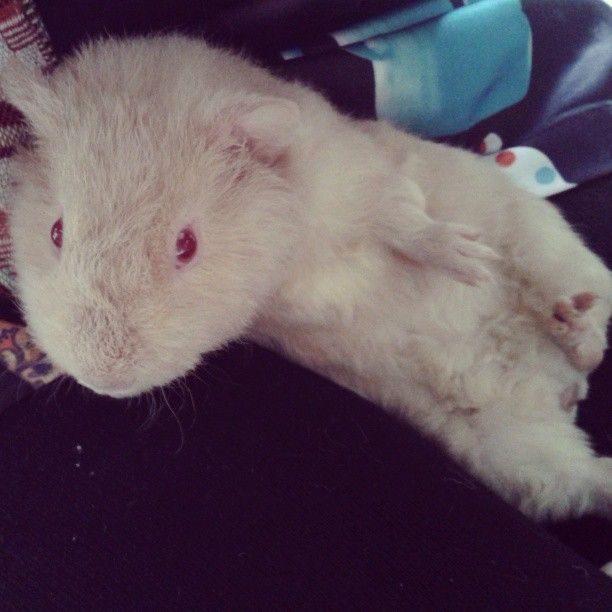  photo AlmijnhuisdierInstagramfotosooitopeenrij68.jpg