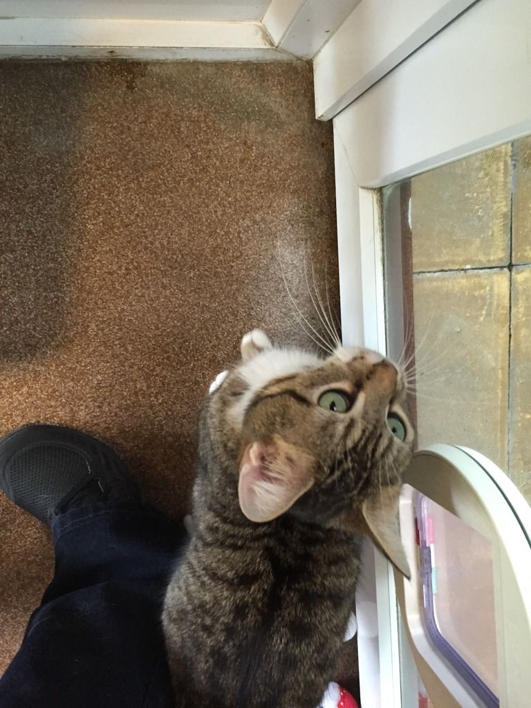 Can't wait to pick up my girl on Saturday) (pic heavy) UK Pet Forums