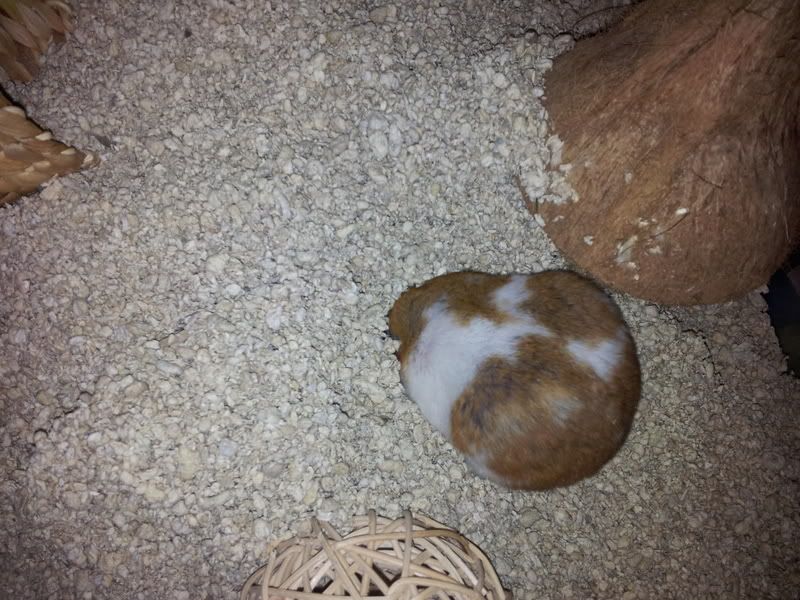 megazorb hamster bedding