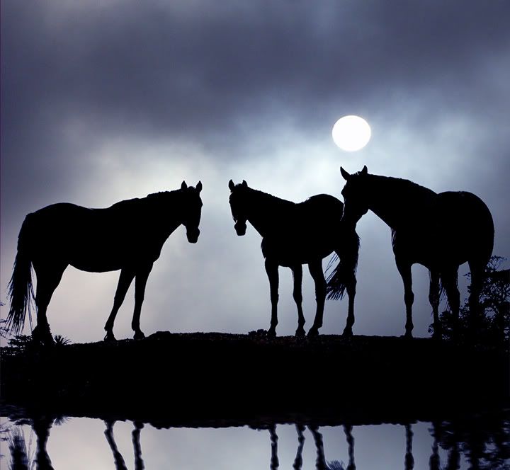 Legend of Blue Horse -- Brothers in Moonlight