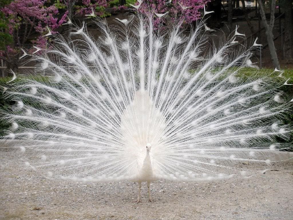 peacock Pictures, Images and Photos