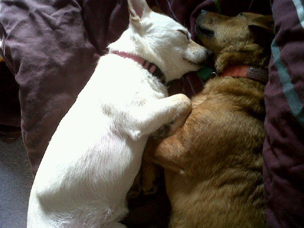 giving up my dog :( :( :(