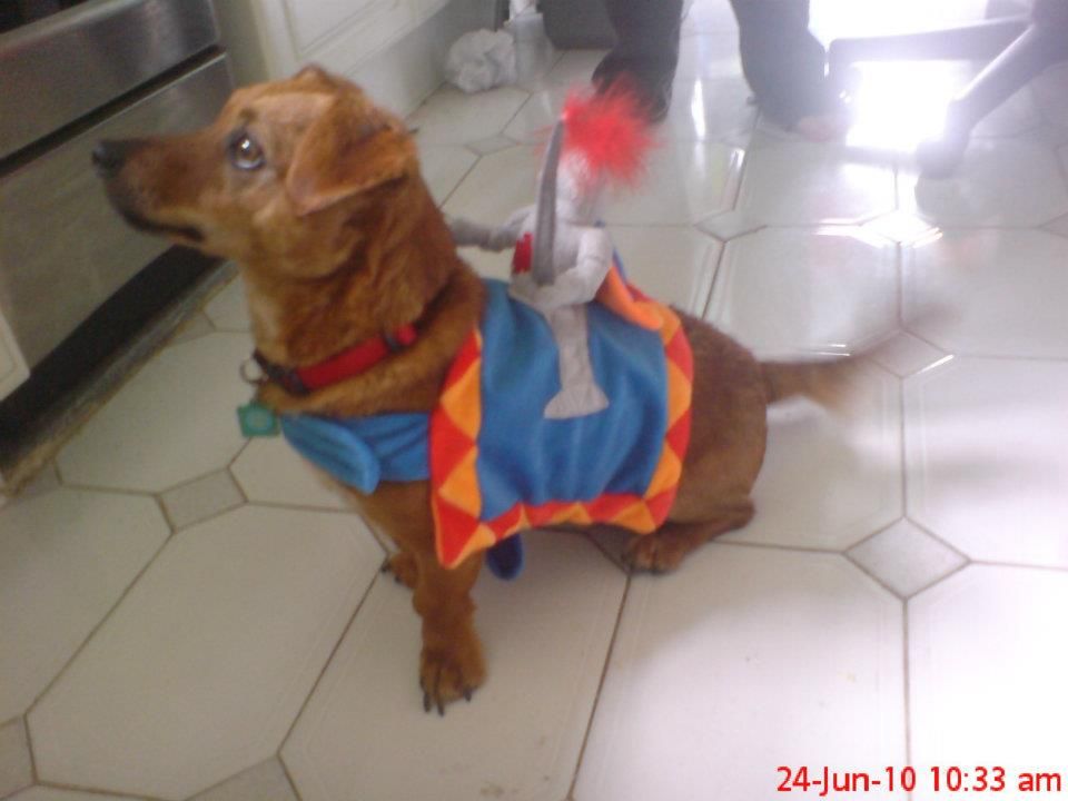 giving up my dog :( :( :(