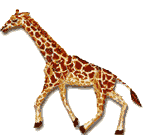 walking giraffe Pictures, Images and Photos