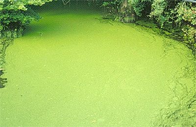  algae-bloom