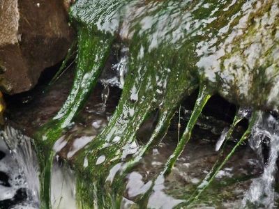  photo hairalgae.jpg