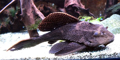 best pleco for algae control