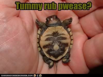 funny-animal-captions-animal-capshunz-turtle-tummy.jpg