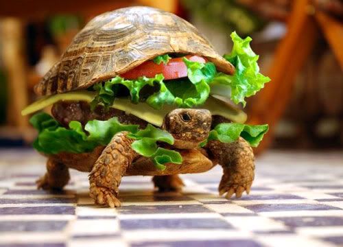 turtle-hamburger.jpg