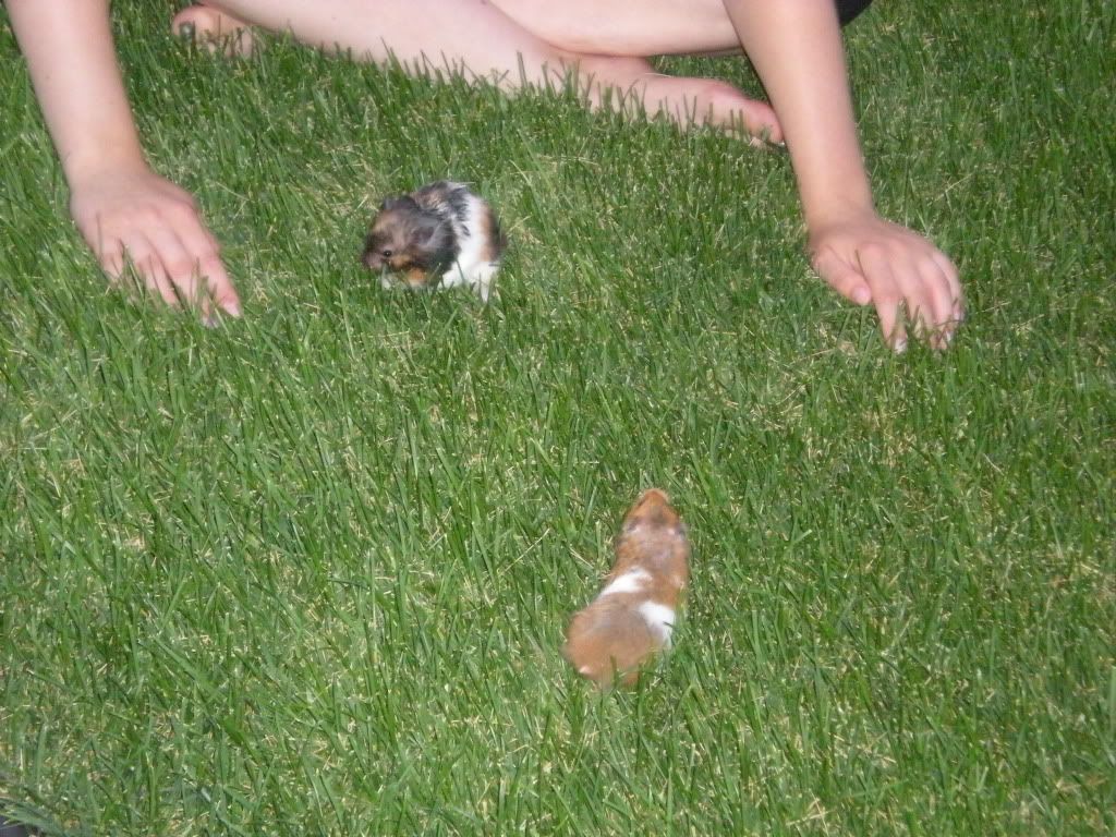 Can hamsters go outside? Hamster Central