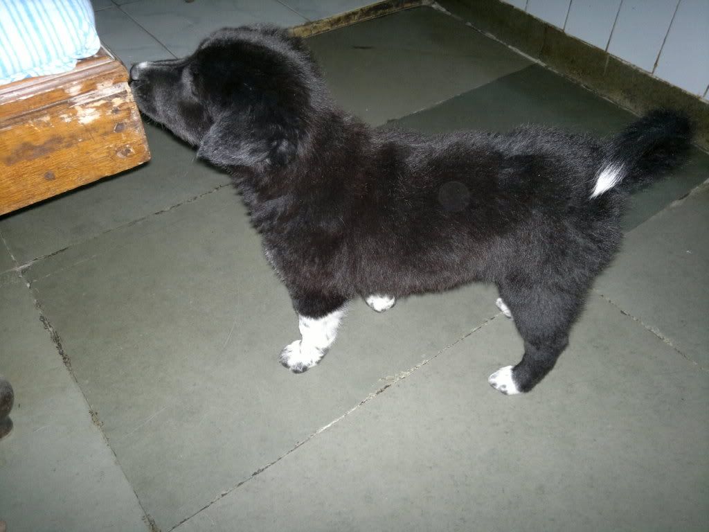 labernard puppies for sale