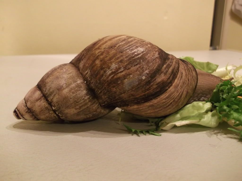 Rescued Snail! PetSnails Forum Rescued Snail! PetSnails Forum
