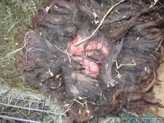 He started it!! - Sheep