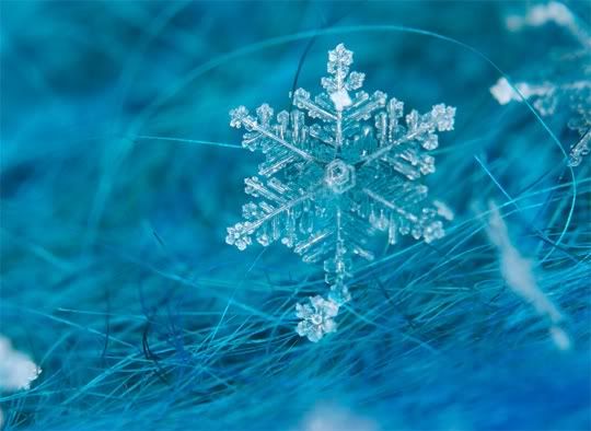 winter photo: snowflake macro_photography_4.jpg