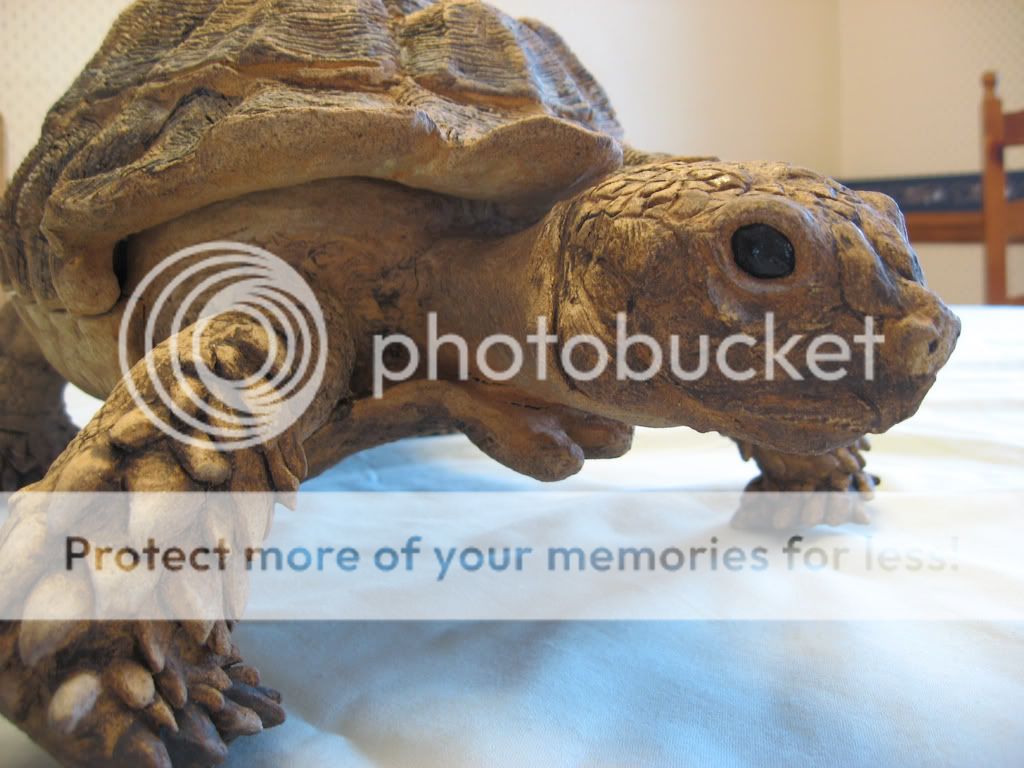 Creepy Sulcata Tortoise! | Tortoise Forum